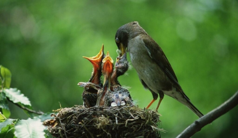 Ella mastica - Los clientes pagan: Impactante tendencia "Bird" en OnlyFans