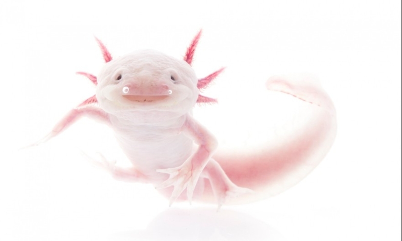 En busca de la Rana Perdida: Las especies más raras de ranas increíbles en fotos fantásticas