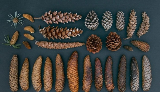 En el orden de las cosas: Serie de fotos de Emily Blinko En el orden de las cosas: Serie de fotos de Emily Blinko