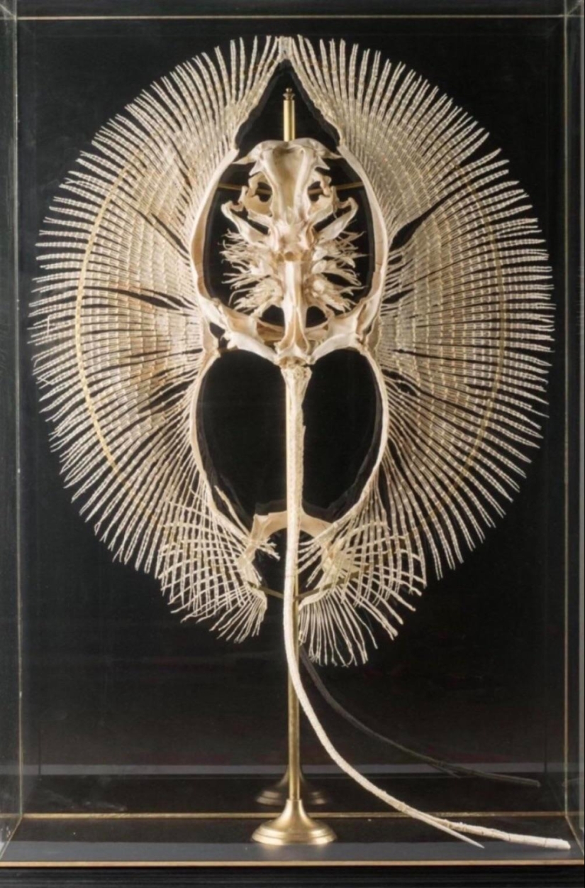 En este hermoso mundo: 22 extraño resultados que le sorprenderán