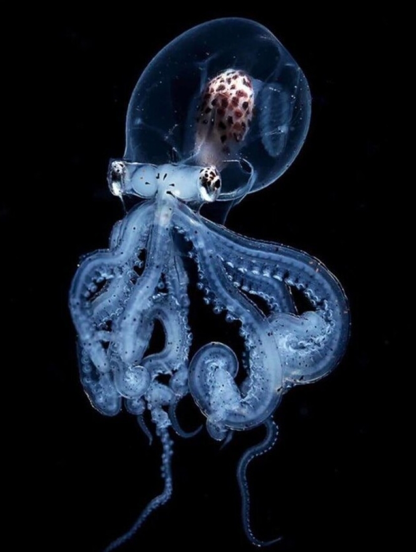 En este hermoso mundo: 22 extraño resultados que le sorprenderán