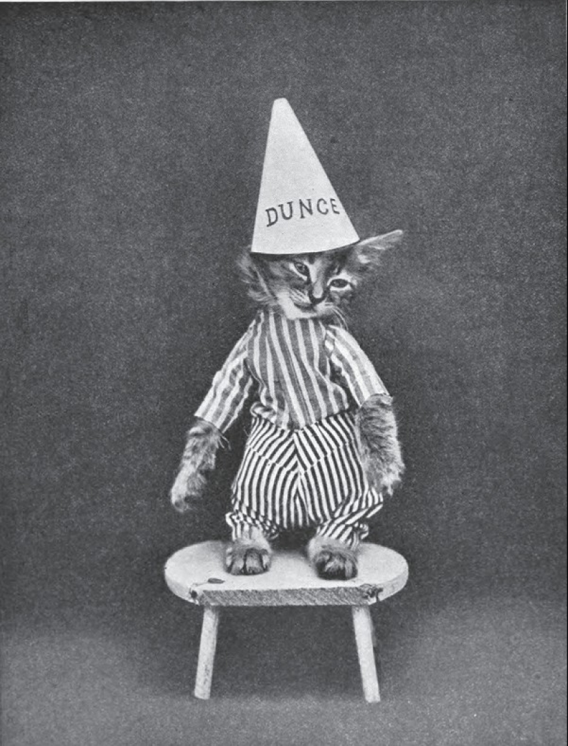 Encantadores gatos vintage que demostrarán que los gatos han gobernado el mundo en todo momento Encantadores gatos vintage que demostrarán que los gatos han gobernado el mundo en todo momento