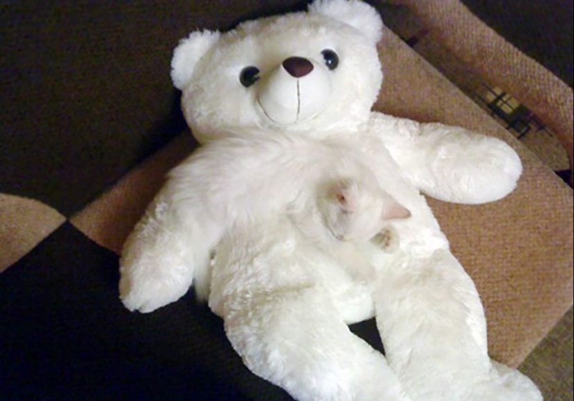 Encontrar el gato: astuto barbas a rayas, que son imposibles de encontrar en la foto Encontrar el gato: astuto barbas a rayas, que son imposibles de encontrar en la foto