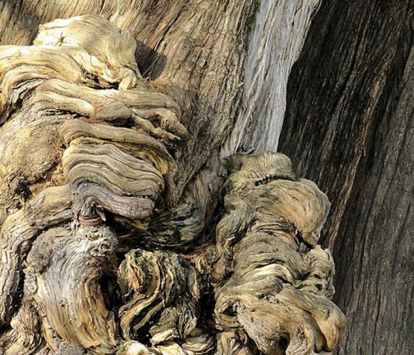 Encontrar el gato: astuto barbas a rayas, que son imposibles de encontrar en la foto Encontrar el gato: astuto barbas a rayas, que son imposibles de encontrar en la foto