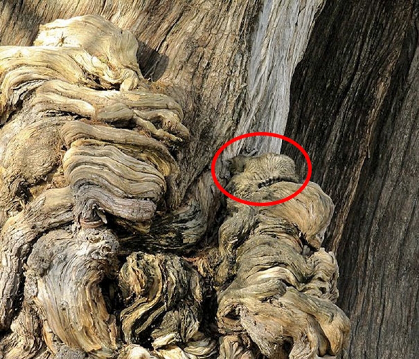 Encontrar el gato: astuto barbas a rayas, que son imposibles de encontrar en la foto Encontrar el gato: astuto barbas a rayas, que son imposibles de encontrar en la foto