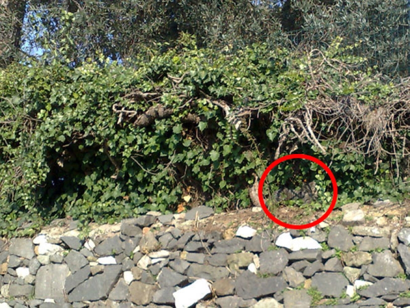 Encontrar el gato: astuto barbas a rayas, que son imposibles de encontrar en la foto Encontrar el gato: astuto barbas a rayas, que son imposibles de encontrar en la foto