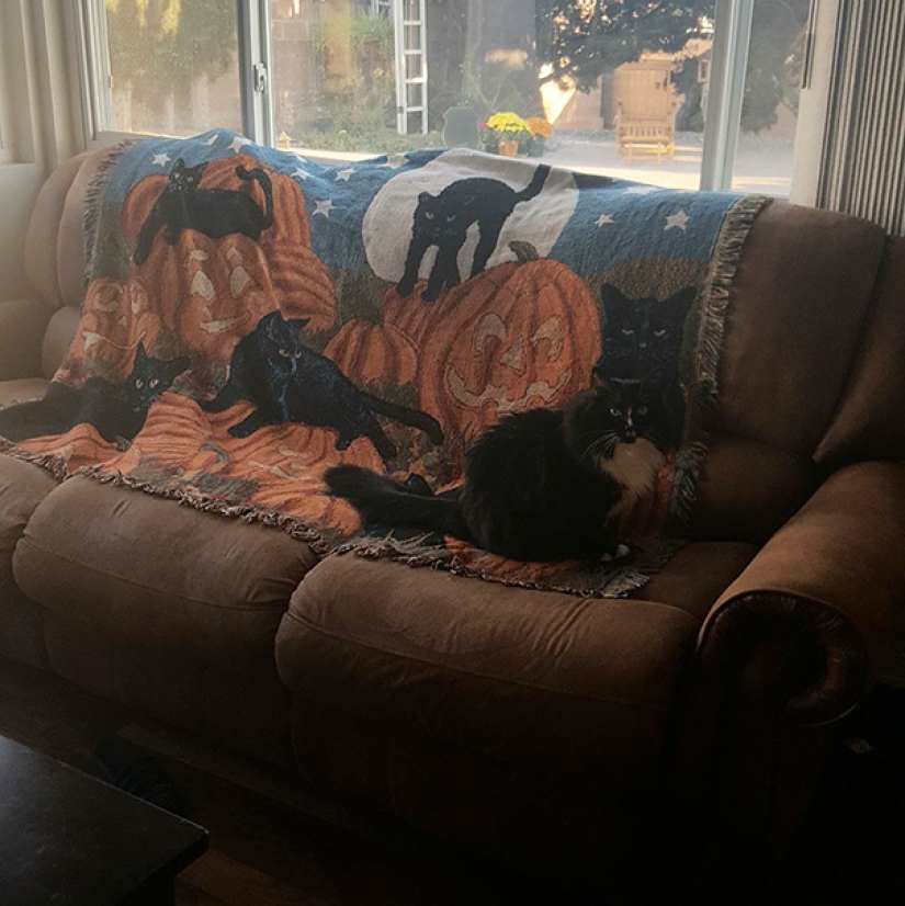 Encontrar el gato: astuto barbas a rayas, que son imposibles de encontrar en la foto Encontrar el gato: astuto barbas a rayas, que son imposibles de encontrar en la foto