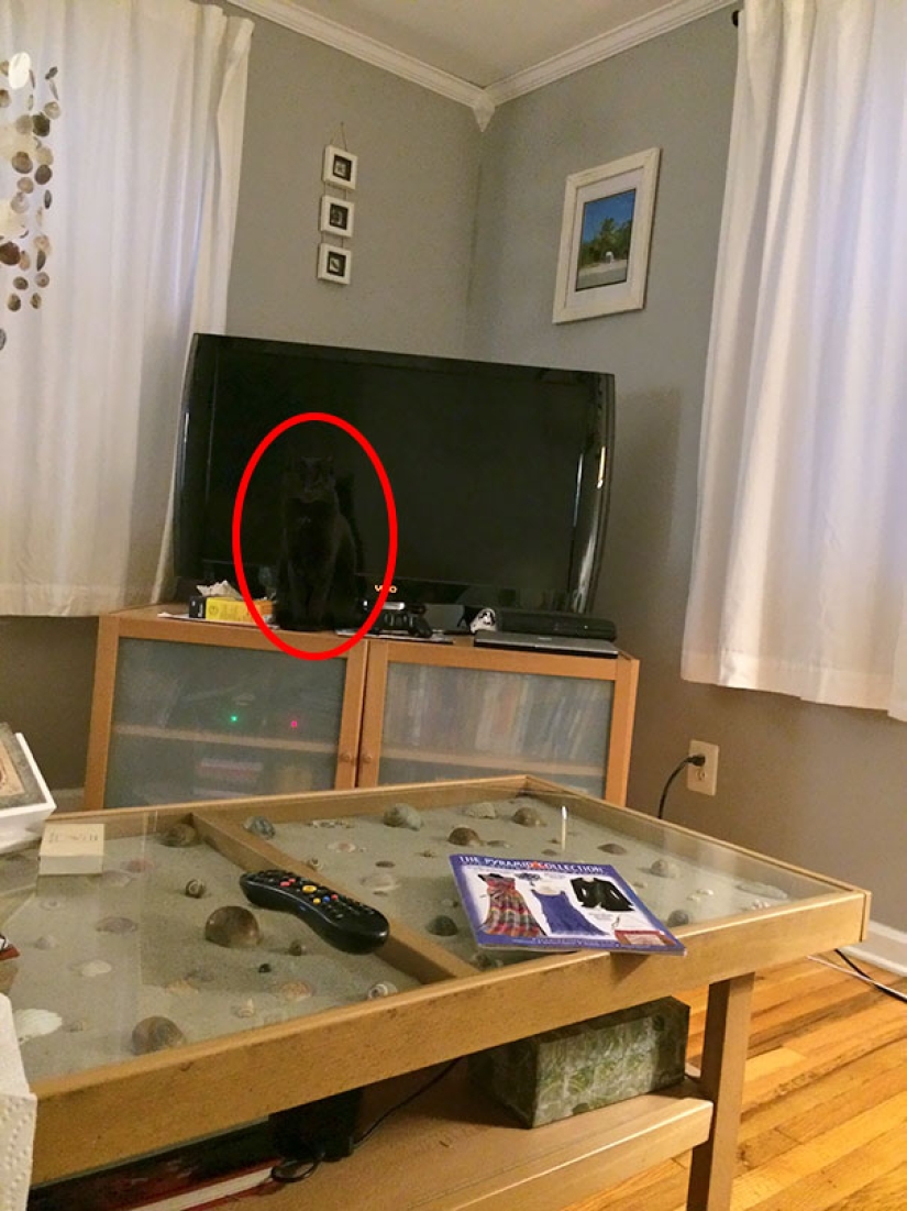 Encontrar el gato: astuto barbas a rayas, que son imposibles de encontrar en la foto Encontrar el gato: astuto barbas a rayas, que son imposibles de encontrar en la foto