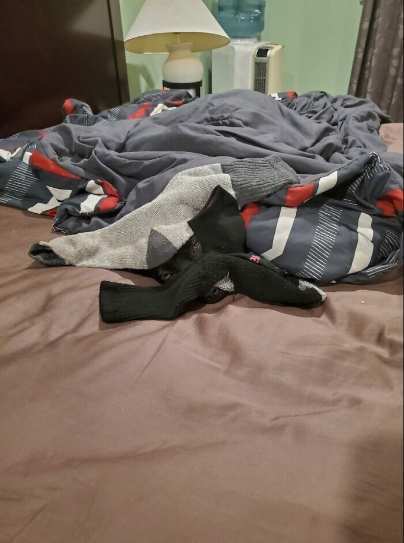 Encuéntrame si puedes: 30 Perros que han dominado el Arte del Disfraz