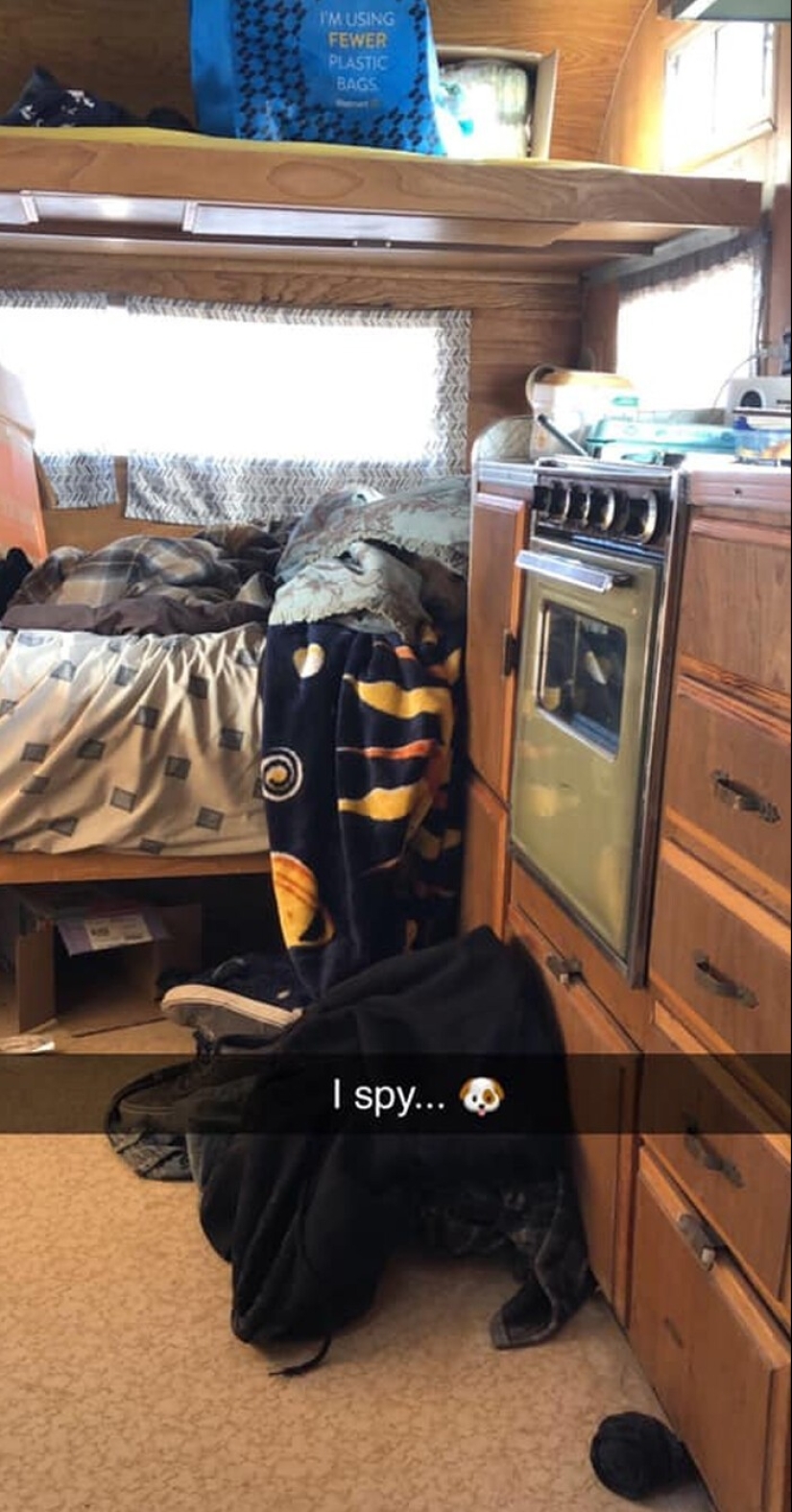 Encuéntrame si puedes: 30 Perros que han dominado el Arte del Disfraz