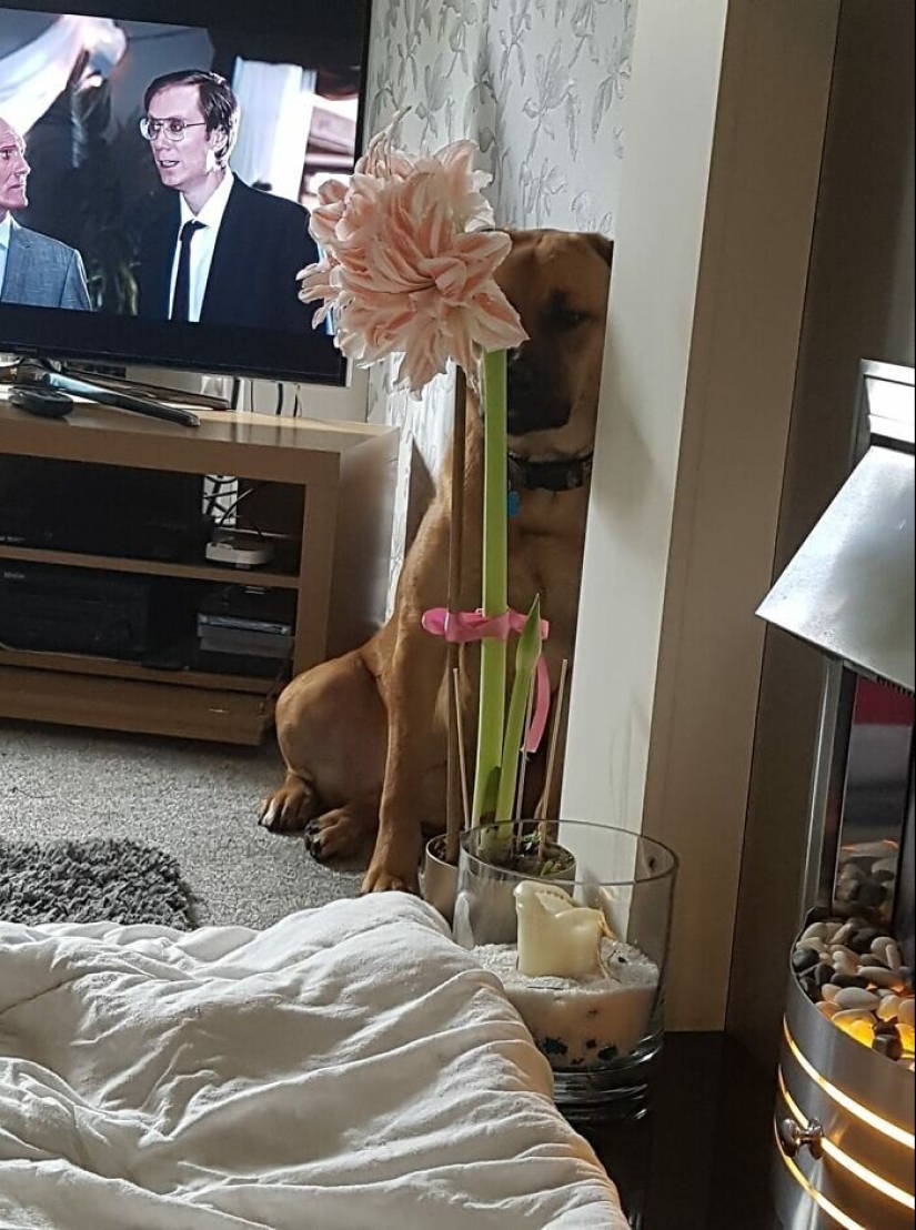 Encuéntrame si puedes: 30 Perros que han dominado el Arte del Disfraz