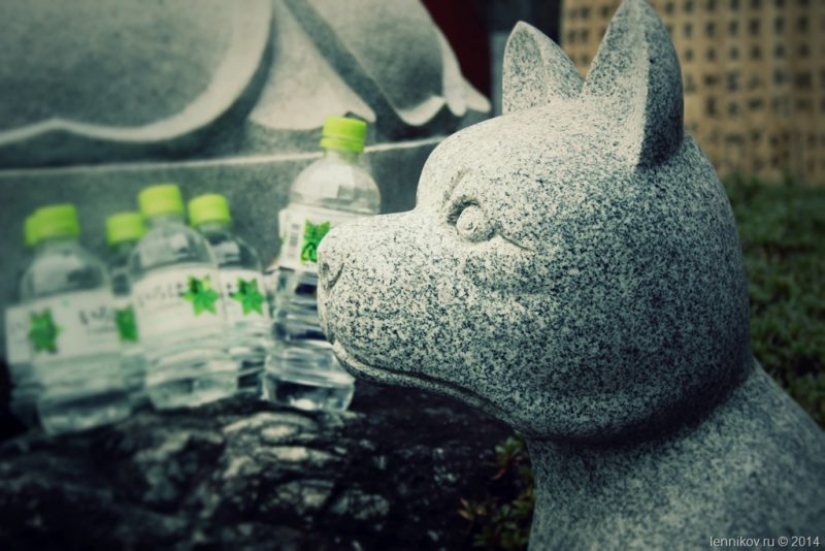 Enterrar Bote con mi abuela. La tradición Japonesa de la sepultura de Mascotas impactante Enterrar Bote con mi abuela. La tradición Japonesa de la sepultura de Mascotas impactante