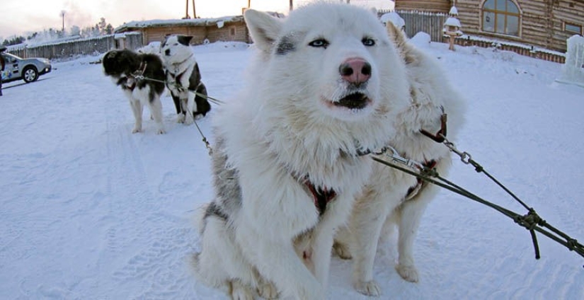 Eso, pero no eso: las atracciones falsas más famosas Eso, pero no eso: las atracciones falsas más famosas