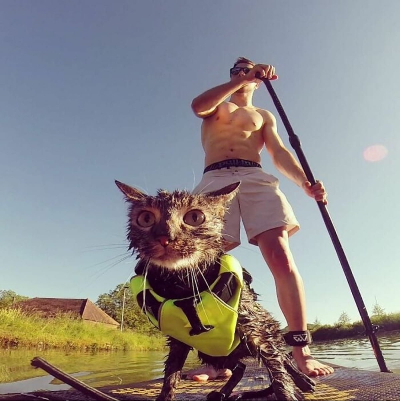 Esquí, surf, paracaidismo: el gato de Instagram vive cien veces más interesante que tú
