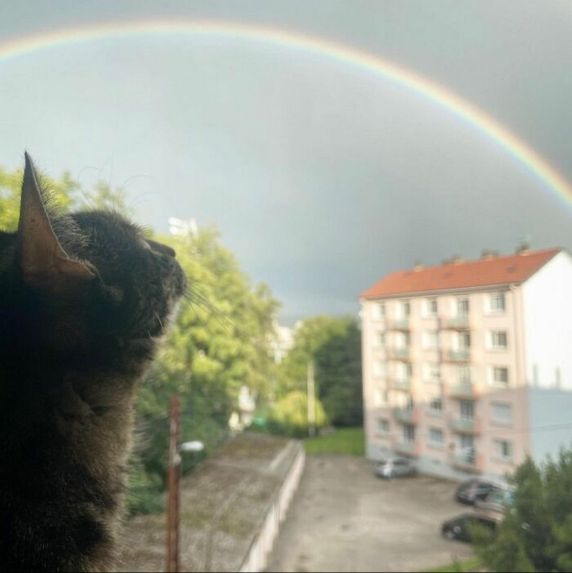 Esquí, surf, paracaidismo: el gato de Instagram vive cien veces más interesante que tú