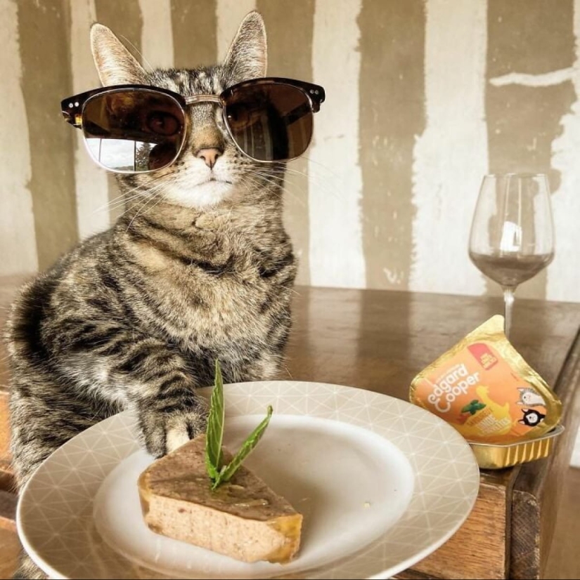 Esquí, surf, paracaidismo: el gato de Instagram vive cien veces más interesante que tú