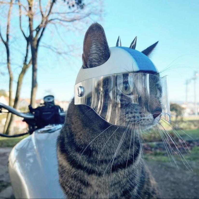 Esquí, surf, paracaidismo: el gato de Instagram vive cien veces más interesante que tú