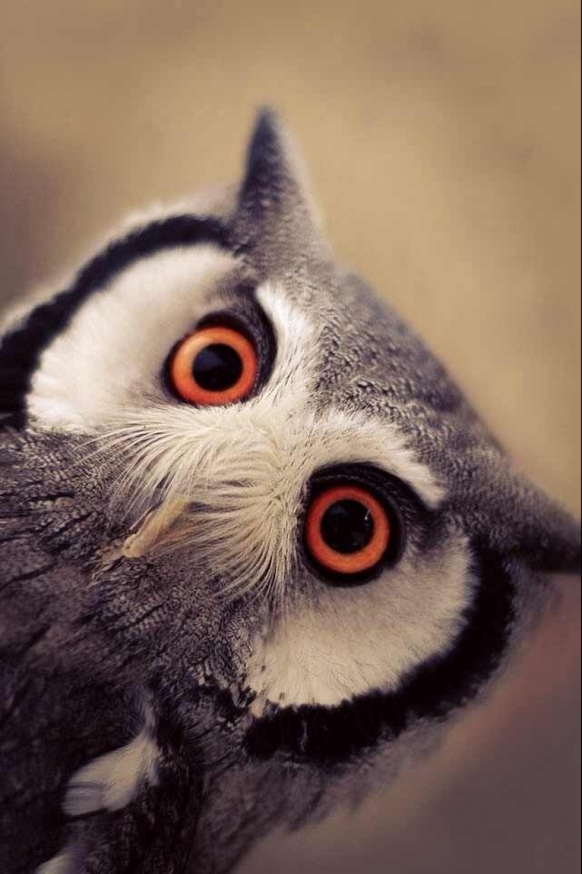 Estas son las 100 fotos más valiosas de búhos de todos los tiempos Estas son las 100 fotos más valiosas de búhos de todos los tiempos