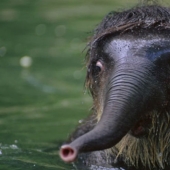 Estos animales nunca se convertirán en las estrellas de Animal Planet