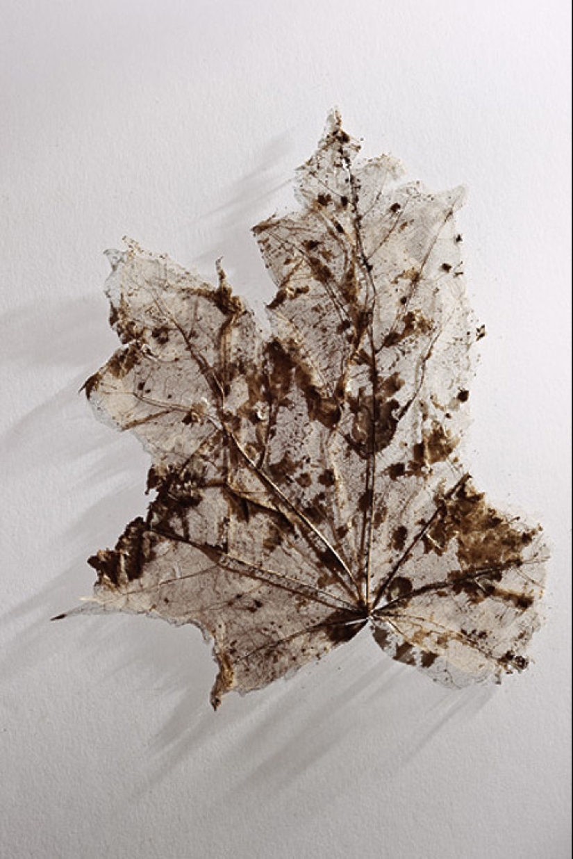 Etzi's "Ice Man" and his story Etzi's "Ice Man" and his story