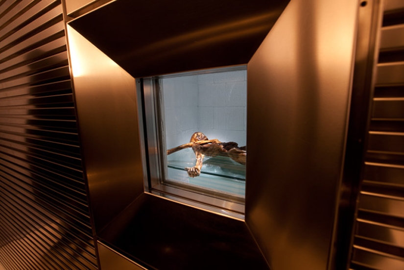 Etzi's "Ice Man" and his story Etzi's "Ice Man" and his story