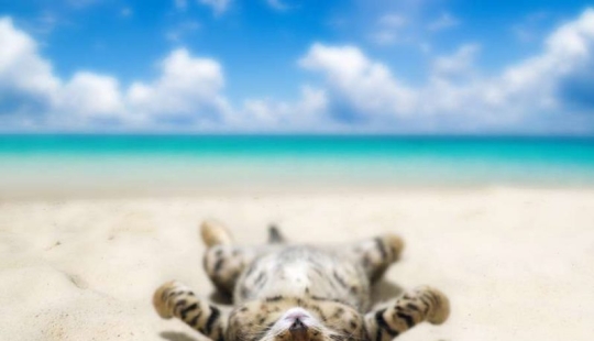 Even they're on vacation and you don't: photos of seals that will cause envy