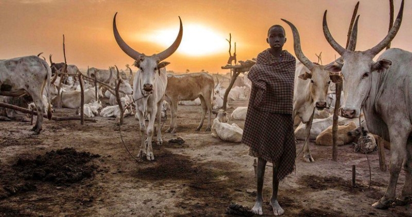 Everyday life of the Dinka people of Africa: women who do not recognize clothes, defeated cancer and buffaloes