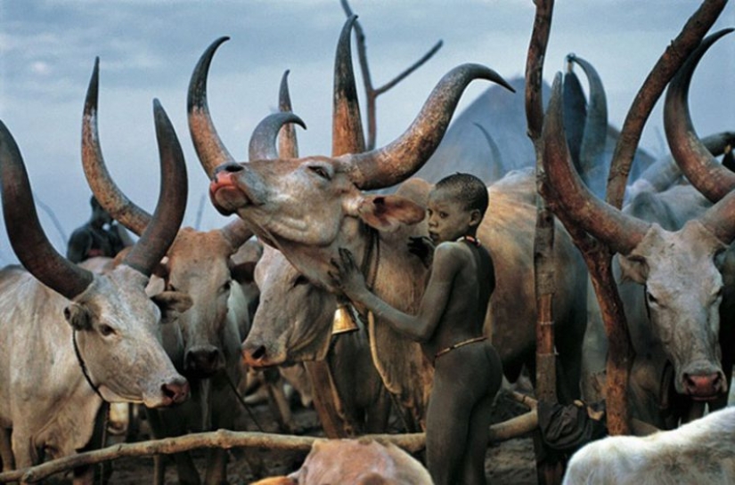 Everyday life of the Dinka people of Africa: women who do not recognize clothes, defeated cancer and buffaloes