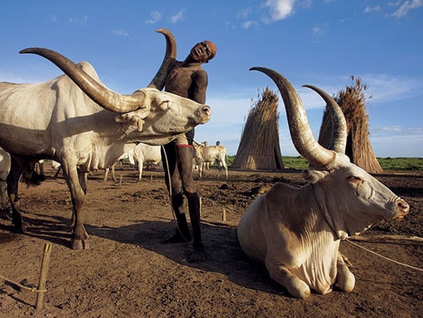 Everyday life of the Dinka people of Africa: women who do not recognize clothes, defeated cancer and buffaloes