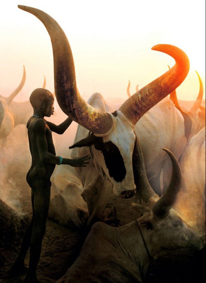 Everyday life of the Dinka people of Africa: women who do not recognize clothes, defeated cancer and buffaloes