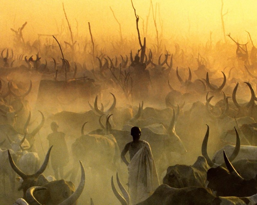 Everyday life of the Dinka people of Africa: women who do not recognize clothes, defeated cancer and buffaloes