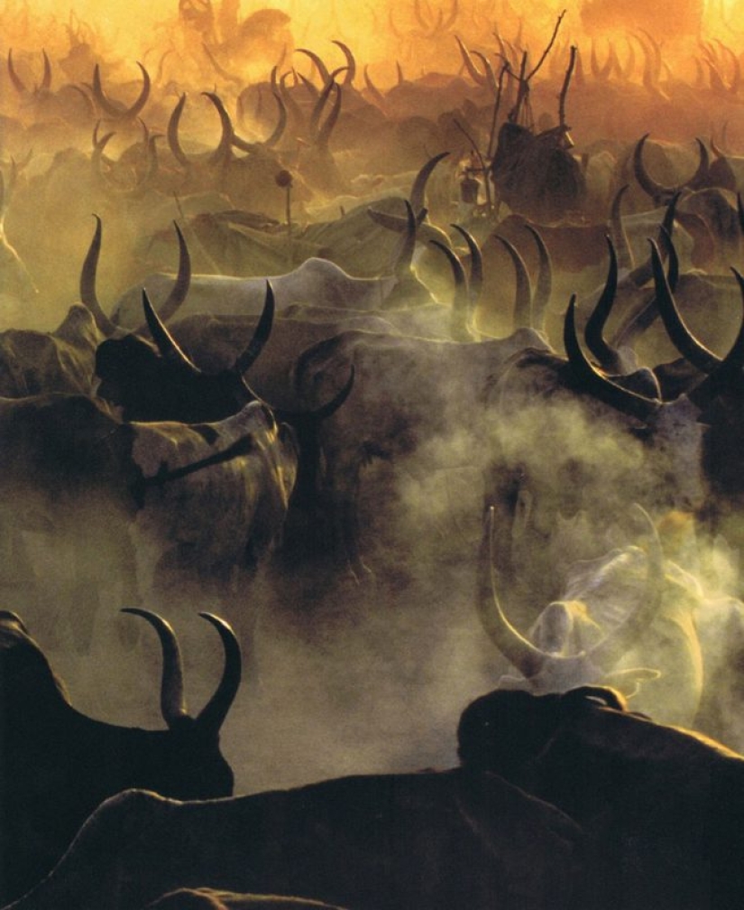 Everyday life of the Dinka people of Africa: women who do not recognize clothes, defeated cancer and buffaloes