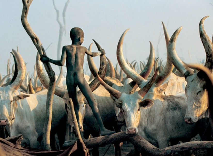 Everyday life of the Dinka people of Africa: women who do not recognize clothes, defeated cancer and buffaloes