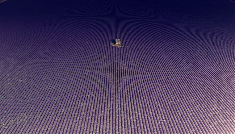 Evocando la calma y el sueño: fotos de los campos de lavanda en el Sur de Francia