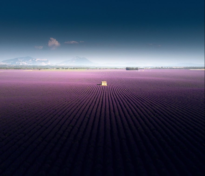 Evoking calm and sleep: photos of lavender fields in the South of France Evoking calm and sleep: photos of lavender fields in the South of France