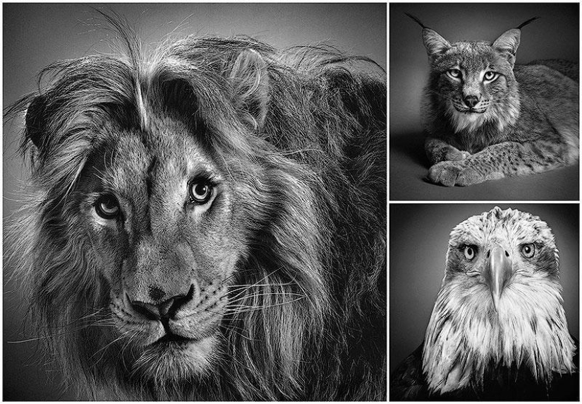 Expressive black and white portraits of animals by Alexander von Reiswitz