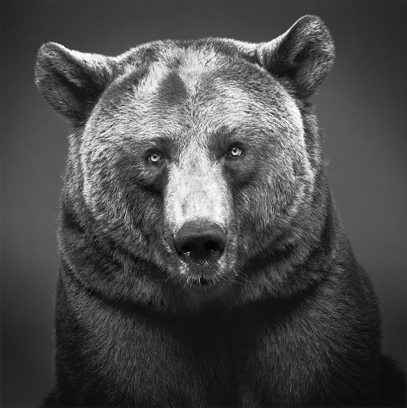 Expressive black and white portraits of animals by Alexander von Reiswitz