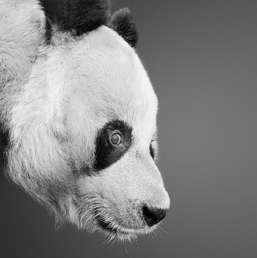 Expressive black and white portraits of animals by Alexander von Reiswitz