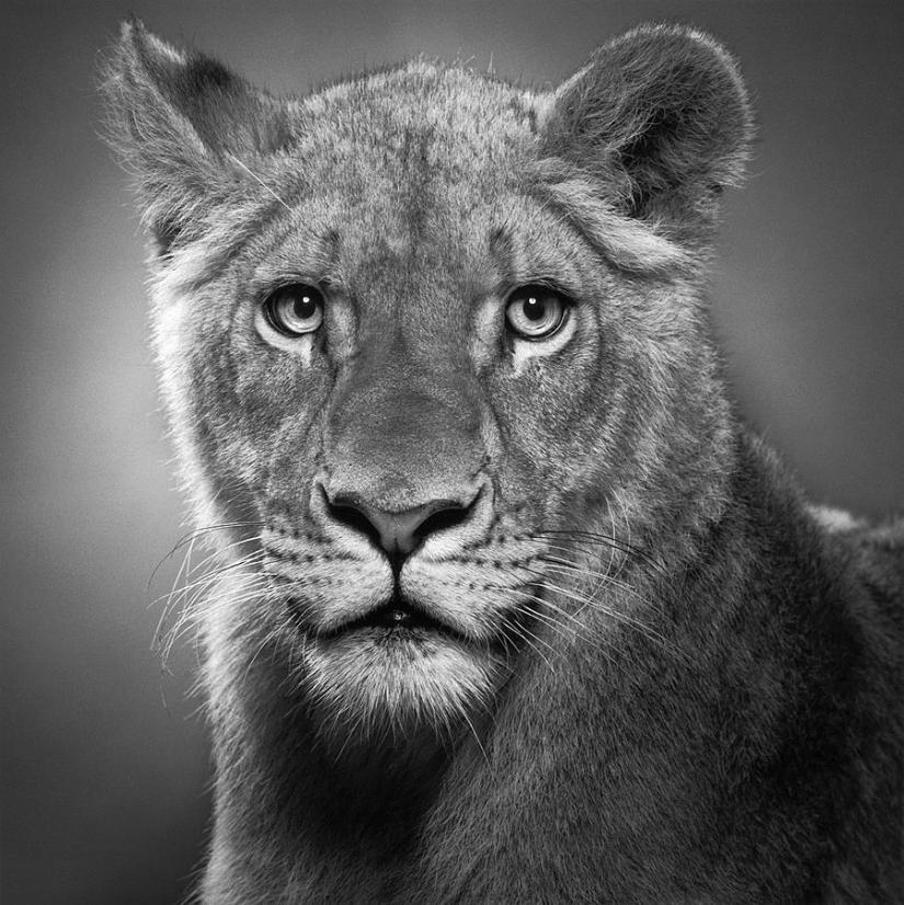 Expressive black and white portraits of animals by Alexander von Reiswitz