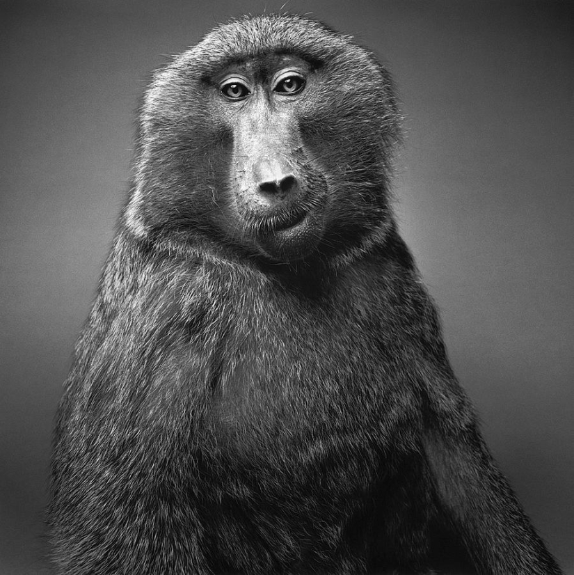 Expressive black and white portraits of animals by Alexander von Reiswitz