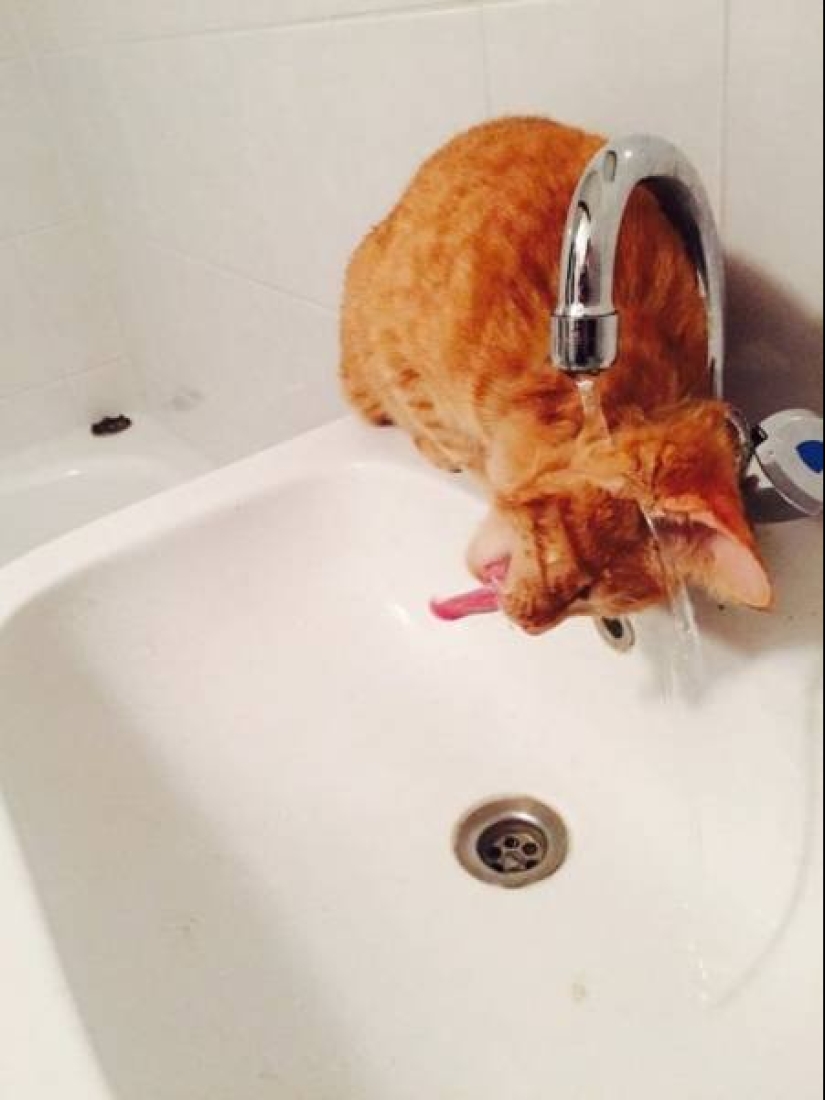 Extraño gato de la lógica de que el hombre nunca podrá comprender