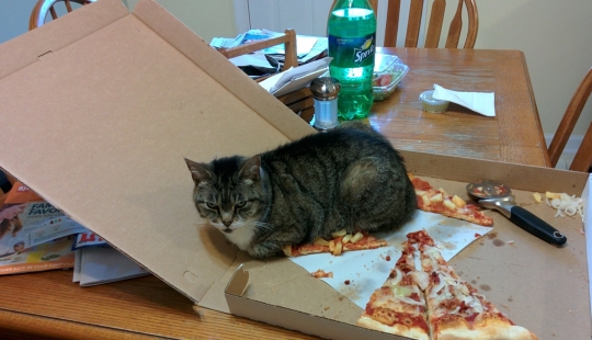 Extraño gato de la lógica de que el hombre nunca podrá comprender Extraño gato de la lógica de que el hombre nunca podrá comprender