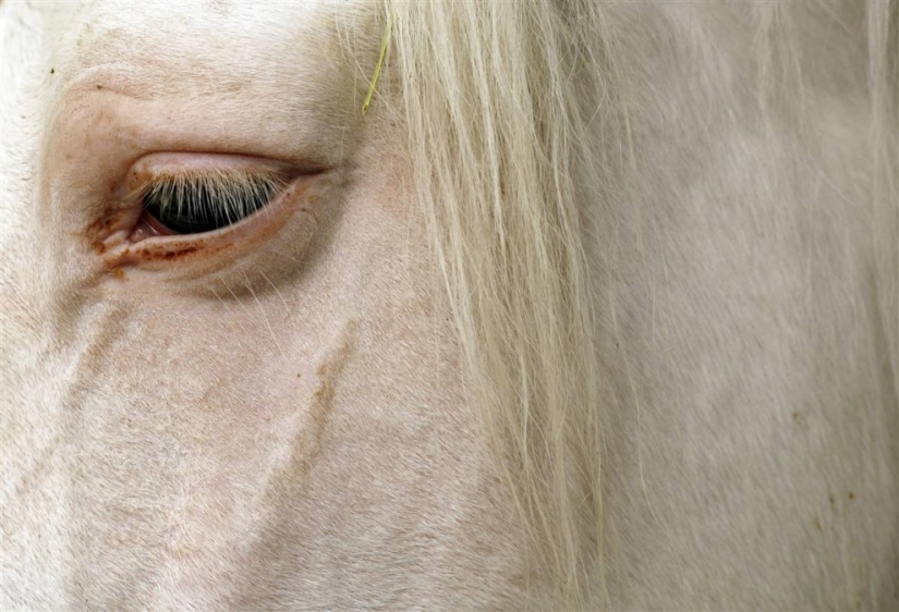 Eyes are the mirror of the soul Eyes are the mirror of the soul