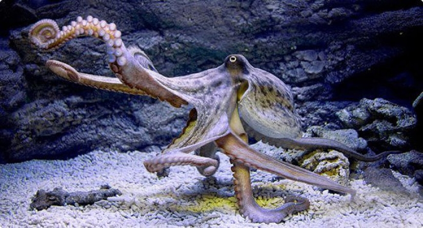 Fact or Fiction: 20 of MythBusters&#39; Best Investigations