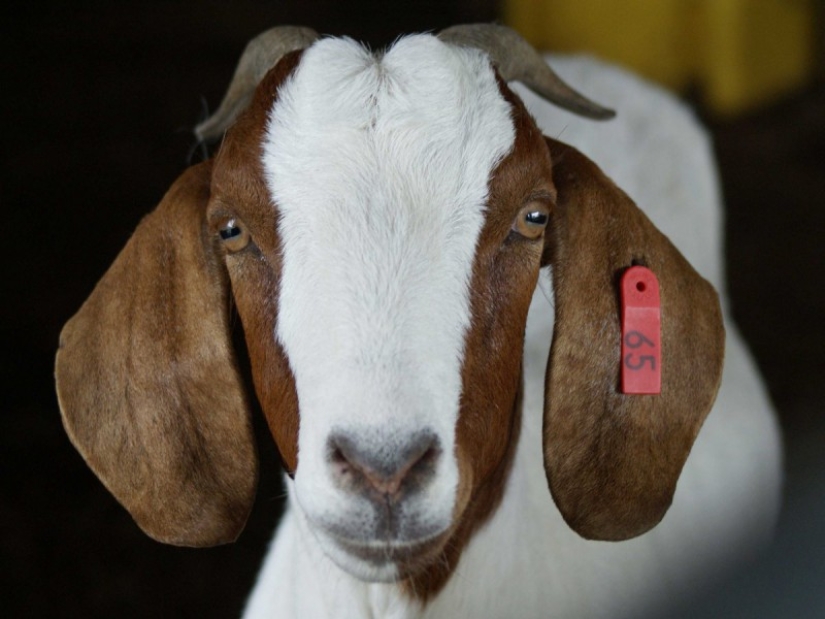 Fasten your seat belts: the revelations of a flight attendant about how we fly Fasten your seat belts: the revelations of a flight attendant about how we fly