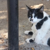 Fat Cat Becomes Official Landmark of Crete