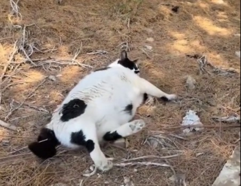 Fat Cat Becomes Official Landmark of Crete Fat Cat Becomes Official Landmark of Crete