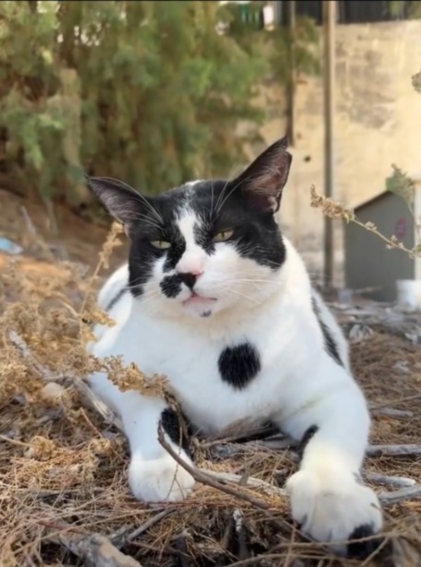 Fat Cat Becomes Official Landmark of Crete Fat Cat Becomes Official Landmark of Crete