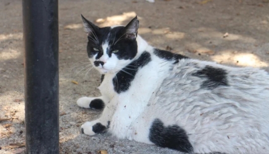 Fat Cat Becomes Official Landmark of Crete