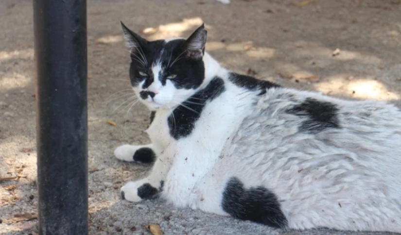 Fat Cat se convierte en un símbolo oficial de Creta